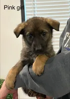 Pink girl, a female German Shepherd Dog for sale in New Haven, KY – Photo 5 of 9