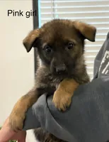 Pink girl, a female German Shepherd Dog for sale in New Haven, KY – Photo 2 of 9