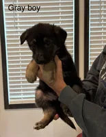 Gray collar male, a male German Shepherd Dog for sale in New Haven, KY – Photo 4 of 8