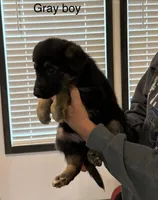 Gray collar male, a male German Shepherd Dog for sale in New Haven, KY – Photo 8 of 8