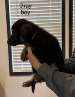 Gray collar male, a male German Shepherd Dog for sale in New Haven, KY – Photo 3 of 8