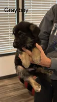 Gray collar male, a male German Shepherd Dog for sale in New Haven, KY – Photo 1 of 8
