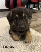 Blue collar boy, a male German Shepherd Dog for sale in New Haven, KY – Photo 3 of 9