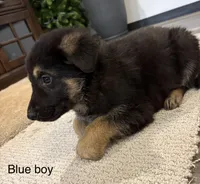 Blue collar boy, a male German Shepherd Dog for sale in New Haven, KY – Photo 4 of 9