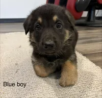 Blue collar boy, a male German Shepherd Dog for sale in New Haven, KY – Photo 5 of 9