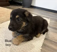 Blue collar boy, a male German Shepherd Dog for sale in New Haven, KY – Photo 8 of 9