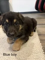 Blue collar boy, a male German Shepherd Dog for sale in New Haven, KY – Photo 7 of 9