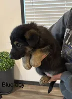 Blue collar boy, a male German Shepherd Dog for sale in New Haven, KY – Photo 1 of 9