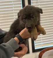 Rare Blue Female, a female German Shepherd Dog for sale in New Haven, KY – Photo 2 of 8