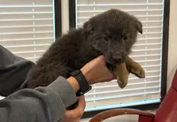 Rare Blue Female, a female German Shepherd Dog for sale in New Haven, KY – Photo 6 of 8