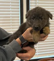 Rare Blue Female, a female German Shepherd Dog for sale in New Haven, KY – Photo 4 of 8