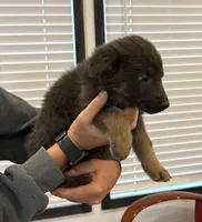 Rare Blue Female, a female German Shepherd Dog for sale in New Haven, KY – Photo 5 of 8