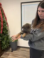 Rare Blue Female, a female German Shepherd Dog for sale in New Haven, KY – Photo 7 of 8