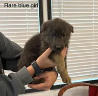 Rare Blue Female, a female German Shepherd Dog for sale in New Haven, KY – Photo 1 of 8