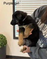 Purple girl, a female German Shepherd Dog for sale in New Haven, KY – Photo 2 of 10
