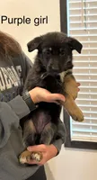 Purple girl, a female German Shepherd Dog for sale in New Haven, KY – Photo 4 of 10