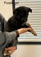 Purple girl, a female German Shepherd Dog for sale in New Haven, KY – Photo 5 of 10