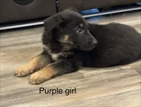 Purple girl, a female German Shepherd Dog for sale in New Haven, KY – Photo 8 of 10
