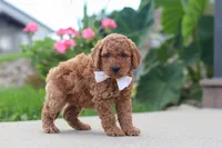 Kirby, a male Miniature Labradoodle for sale in Sugarcreek, OH – 2 of 6