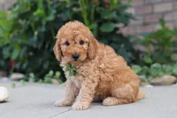 Kobe, a male Miniature Labradoodle for sale in Sugarcreek, OH – 3 of 6