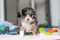 Dawn, a female Miniature Bernedoodle for sale in Sugarcreek, OH – 9 of 10