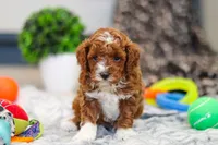 Austin, a male Cavapoo for sale in Sugarcreek, OH – Photo 9 of 10