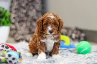 Austin, a male Cavapoo for sale in Sugarcreek, OH – Photo 7 of 10