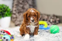 Austin, a male Cavapoo for sale in Sugarcreek, OH – Photo 5 of 10