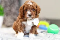 Austin, a male Cavapoo for sale in Sugarcreek, OH – Photo 8 of 10