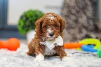 Austin, a male Cavapoo for sale in Sugarcreek, OH – Photo 1 of 10