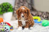 Austin, a male Cavapoo for sale in Sugarcreek, OH – Photo 10 of 10