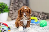 Austin, a male Cavapoo for sale in Sugarcreek, OH – Photo 6 of 10