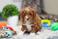 Austin, a male Cavapoo for sale in Sugarcreek, OH – Photo 3 of 10