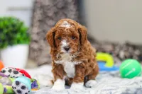 Austin, a male Cavapoo for sale in Sugarcreek, OH – Photo 4 of 10
