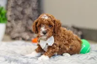Austin, a male Cavapoo for sale in Sugarcreek, OH – Photo 2 of 10