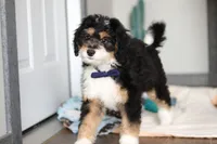 Brock, a male Miniature Bernedoodle for sale in Sugarcreek, OH – 5 of 7