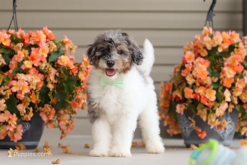 Dannie – Miniature Bernedoodle puppy for sale in Sugarcreek, OH