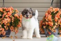 Dannie, a male Miniature Bernedoodle for sale in Sugarcreek, OH – 1 of 10