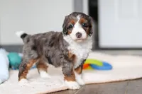 Danica, a female Miniature Bernedoodle for sale in Sugarcreek, OH – 4 of 8