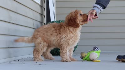 Jasper, a male Miniature Labradoodle for sale in Sugarcreek, OH – 5 of 5