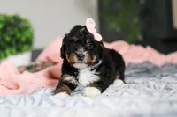 Dolly, a female Miniature Bernedoodle for sale in Sugarcreek, OH – 1 of 10
