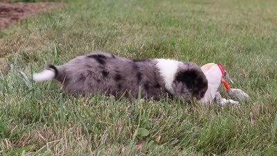 Hawk, a male Miniature Bernedoodle for sale in Sugarcreek, OH – 6 of 6