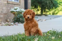 Fletcher, a male Cavapoo for sale in Sugarcreek, OH – 3 of 6