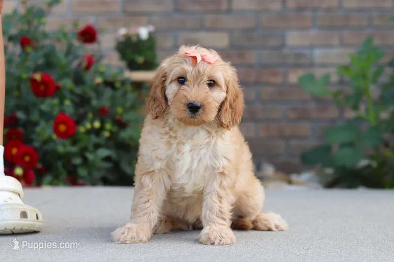 Jade – Miniature Labradoodle puppy for sale in Sugarcreek, OH