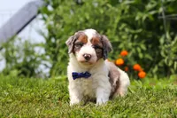 Gordon, a male Miniature Bernedoodle for sale in Sugarcreek, OH – 2 of 5