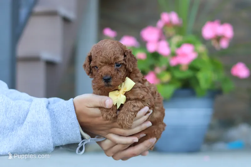 Newton – Poodle - Miniature  puppy for sale in Sugarcreek, OH