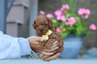 Newton, a male Poodle - Miniature  for sale in Sugarcreek, OH – 1 of 8