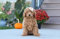 Juliet, a female Miniature Labradoodle for sale in Sugarcreek, OH – 5 of 8