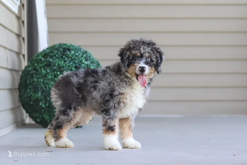 Grace – Miniature Bernedoodle puppy for sale in Sugarcreek, OH