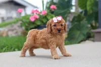 Kalea, a female Miniature Labradoodle for sale in Sugarcreek, OH – 4 of 6